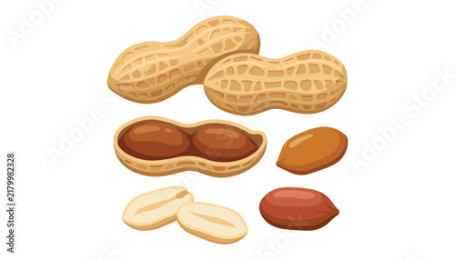 Raw organic peanuts vector illustration set with whole shells opened pods cracked husks kernels isolated on white background