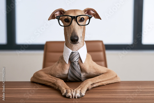 Business-themed image featuring a Greyhound wearing a tie and glasses at an office desk