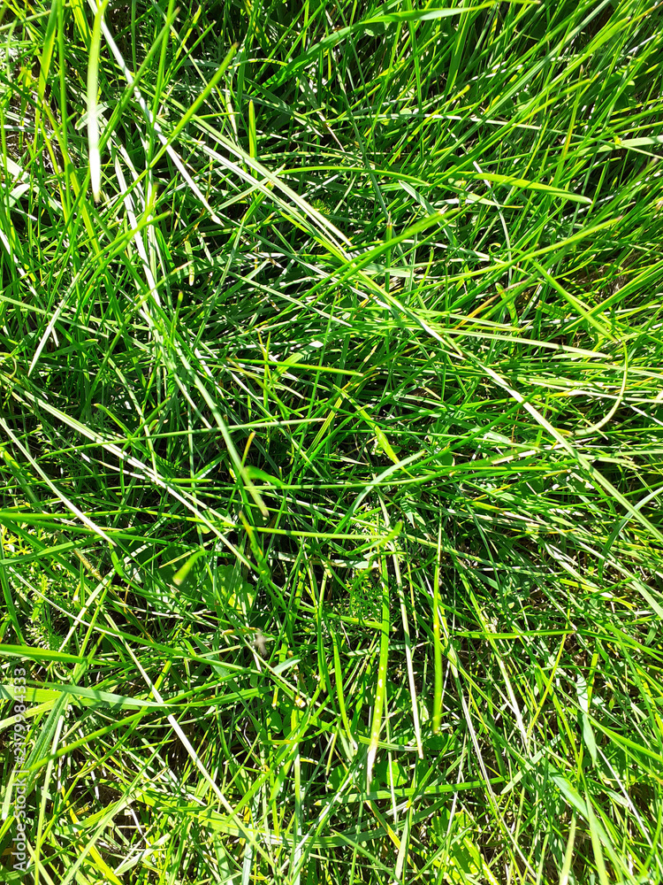 Fototapeta premium Lush Green Grass in Meadow. Abstract greenery background. Close-up. Vertical photograph.