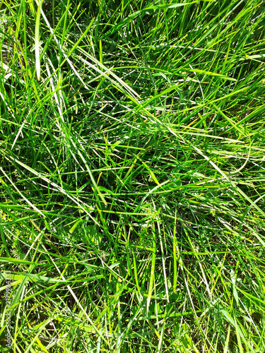 Foto Lush Green Grass in Meadow