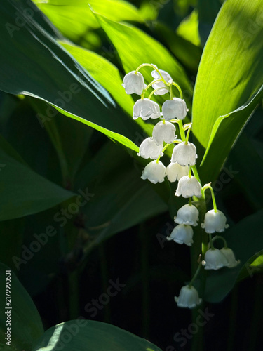 Lily of the valley delicate white spring flower
