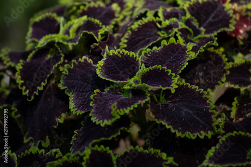 Canvastavla Dark purple coleus foliage with bright green frilled edges, macro texture