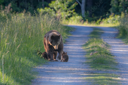 Black Bear with cubs Alligator river North Carolina
