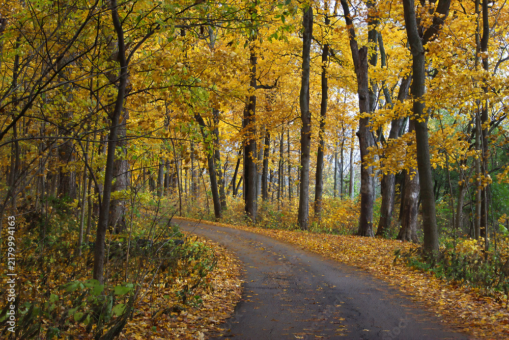 Fototapeta premium road in autumn forest Joliet Pilcher Park Illinois