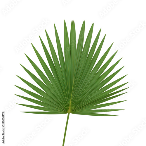 Vibrant green fan palm leaf isolated symmetrical tropical foliage botanical nature element