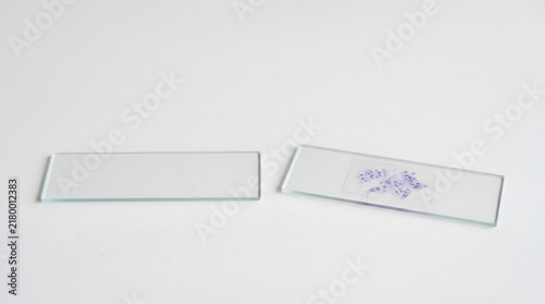 Microscope slide with cell sample beside blank slide, cultivated meat cell analysis and food science concept
