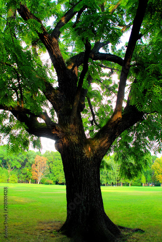 Foto Solid view from Margaret Island in Budapest with a thick tree, its wide trunk an