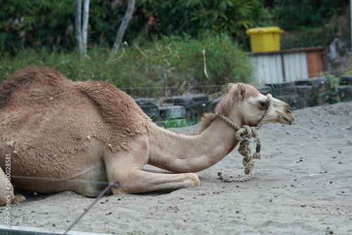 фотографія camel in the zoo