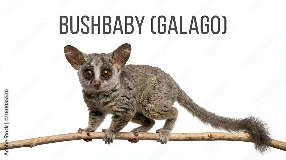Obraz premium A bushbaby (galago) perched on a branch. This small, nocturnal primate has large eyes, a furry body, and a long tail