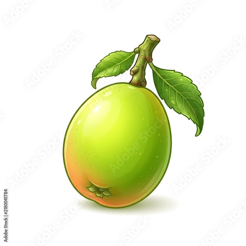 Bright Green Gooseberry with Stem and Leaves