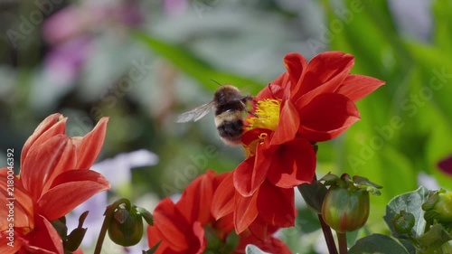 Bee visits vibrant red flower, collecting nectar. Soft-focus background shows garden foliage. Sunny outdoor setting, peaceful and natural. Bees pollinate blooms, vital for ecosystems. Insects bees