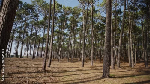Tall pine tree trunks stand in rows over a carpet of dry pine needles. Bright sunlight casts long shadows across the sandy forest floor in a peaceful woodland landscape.