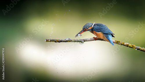 Common Kingfisher perched on a mossy branch with its prey, vibrant blue and orange plumage glistening in natural light, small fish clamped firmly in birds beak, dramatic circular splash pattern
