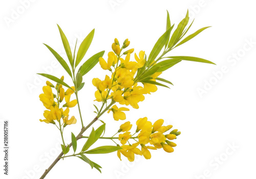 Bright yellow flowers on green stems