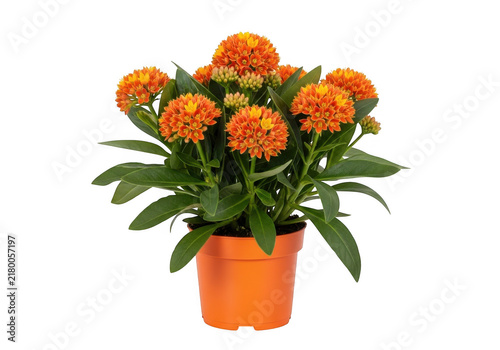 Fresh orange gerbera daisies in a pot