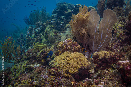 The Coral at Oostpunt, Curaçao 3