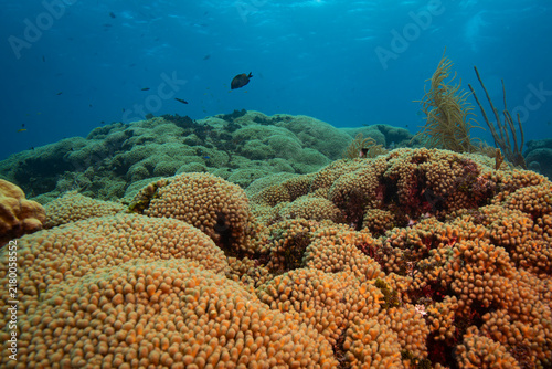 Pencil Coral at Oostpunt, Curaçao