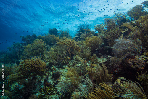 The Coral at Oostpunt, Curaçao 1