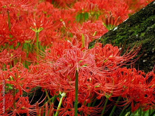 Картината върху платно Red Spider Lily Cluster with Mossy Tree Trunk