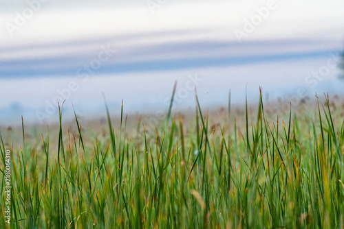 Cuadro en lienzo Close-up, shallow depth-of-field view of tall green grass with yellowing tips, set against a softly blurred, hazy background