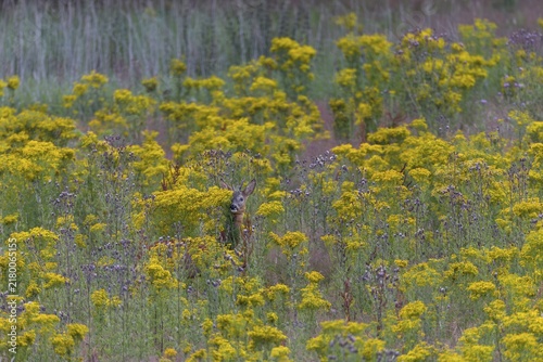 The behaviour of the roebuck (Capreolus capreolus) clearly shows that the leaf season has begun, dangerous, flower meadow, summer coat, July, Germany