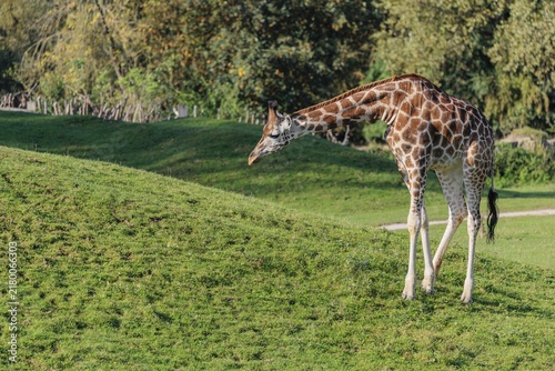 A Rothschild's Giraffe (Giraffa camelopardalis camelopardalis) stands in front of a green hill and does not dare to go up there