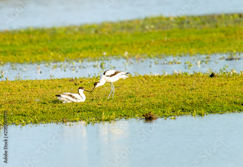 Canvastavla Pair of Pied Avocets (Recurvirostra avosetta) interactively bonding on a grassy