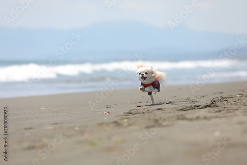 Foto ラッシュガード姿で夏のビーチを駆ける白チワワ