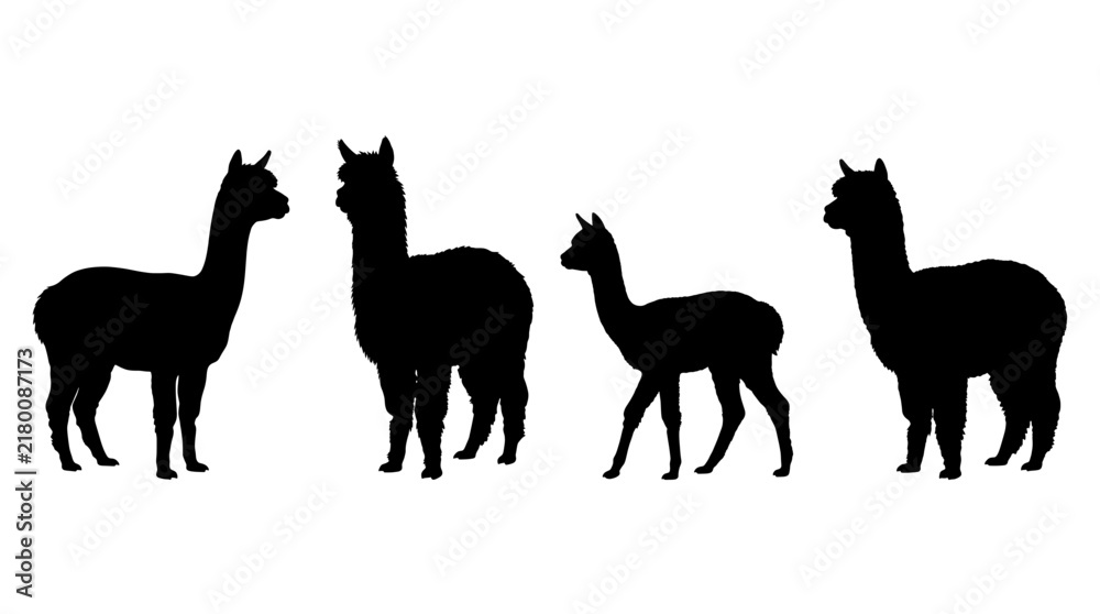 Fototapeta premium alpaca realistic black shadow silhouette isolate vector set