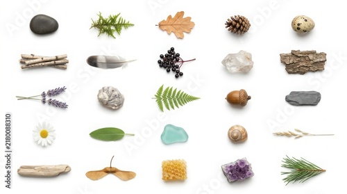 Comprehensive collection of natural objects and forest specimens organized in a grid on white background with grid arrangement nature items pine cone botanical elements organic collection