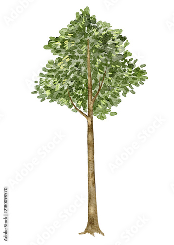 Canvas Print Watercolor illustration of a tall leafy tree with a slender trunk, spreading branches and a rounded crown, presenting a natural deciduous tree for landscape, woodland and outdoor themed artwork