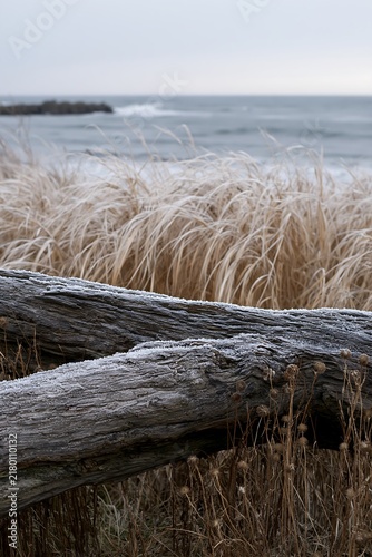 Ishikawa coastal meadow storm washed driftwood at the shore