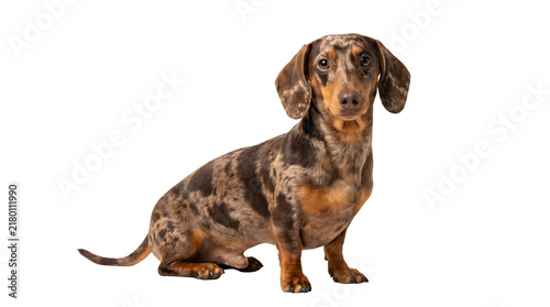 Fotografie Dapple dachshund dog sitting