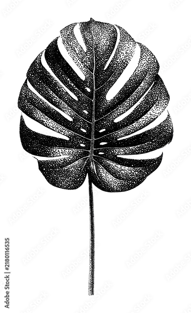 Obraz premium PNG Monstera leaf stipple art illustration in black and white.