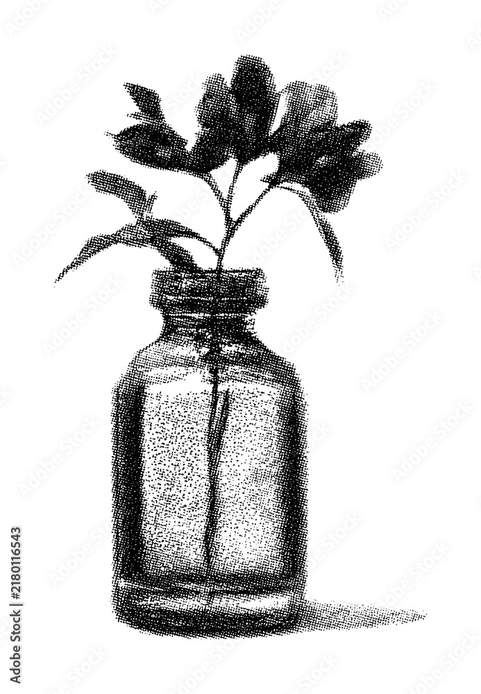 Obraz premium PNG Monochrome sketch of plant in glass bottle.