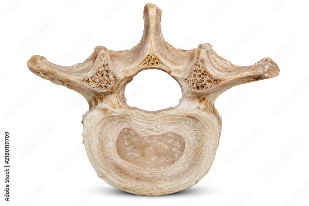Obraz premium Human Vertebra Cross-Section Showing Spinal Anatomy on White Background