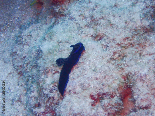 Tambja kunimotoensis