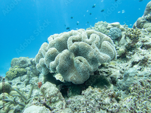 Sarcophyton sp.