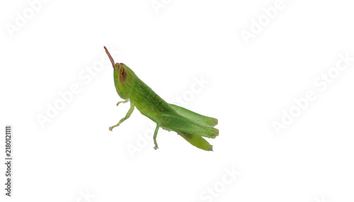 фотографія Grasshopper jumping in mid-air against a dark background showcasing its vibrant