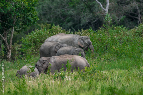 Photography Title: Elephants are large mammals and are the largest land animals