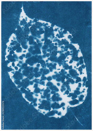 Abstract botanical form created using the cyanotype photographic process, featuring organic textures, irregular patterns and contrasting blue and white tones. 
