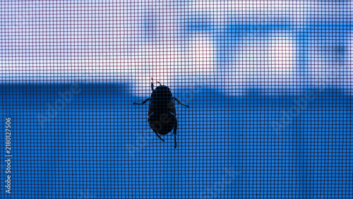 Cool Blue Toned Silhouette of a Beetle on Window Screen Mesh