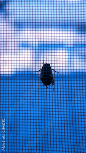 Cool Blue Toned Silhouette of a Beetle on Window Screen Mesh