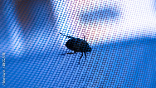 Cool Blue Toned Silhouette of a Beetle on Window Screen Mesh