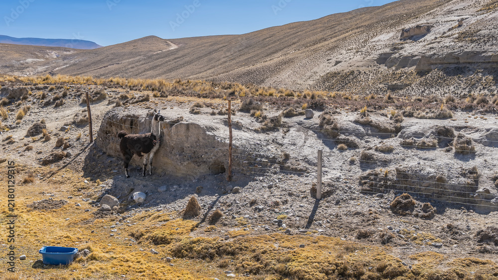 Fototapeta premium A llama in an enclosure on a high‑altitude pasture. The animal is standing by the fence, looking at the mountains. Yellow dry grass. A bucket of water on the ground. Peru.