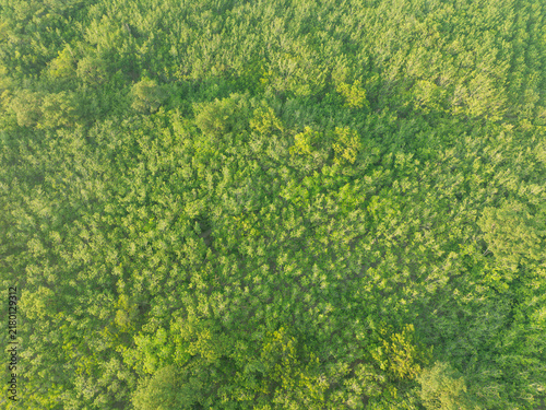 Foto Drone view of lush rubber tree plantation and surrounding green forest canopy in tropical countryside