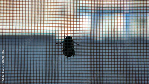 Silhouette of a Beetle on a Window Screen Mesh during Summer Evening in Japan