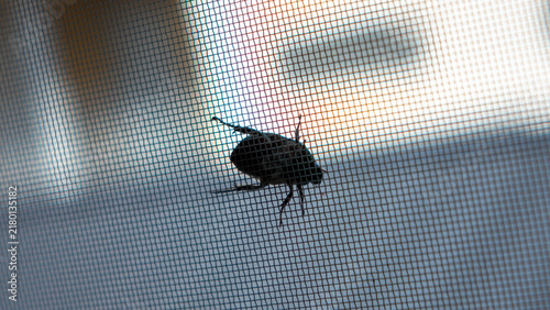 Silhouette of a Beetle on a Window Screen Mesh during Summer Evening in Japan