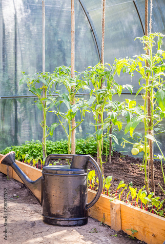 Greenhouse in back garden with open door and bailer