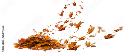 leaves autumn falling pile background isolated